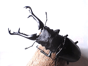 ギラファノコギリクワガタ　フローレス