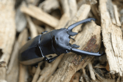 ビソンノコギリクワガタ