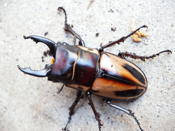 ファブリースノコギリクワガタ