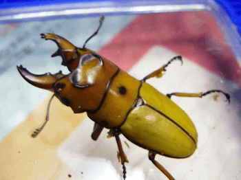 オキピタリスノコギリクワガタ