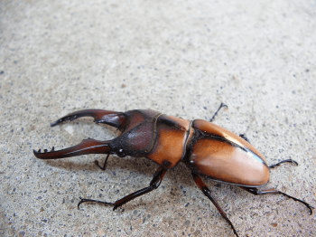 モーニッケノコギリクワガタ