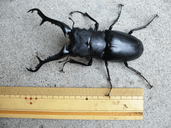 ギラファノコギリクワガタ　フローレス