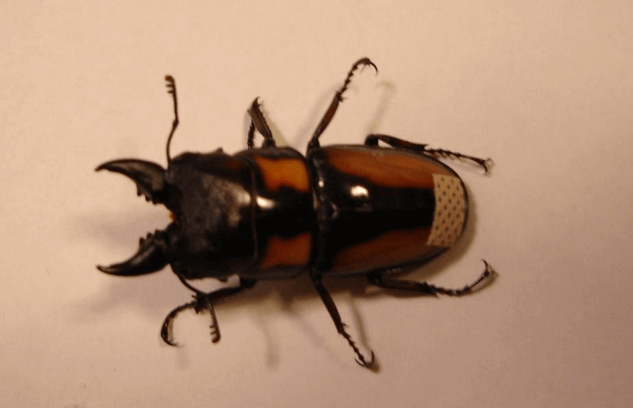 ビプラギアトゥスノコギリクワガタ