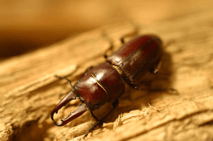 パッサロイデスノコギリクワガタ