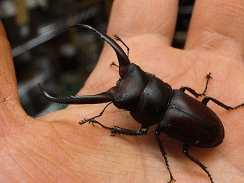 グラギリスノコギリクワガタ