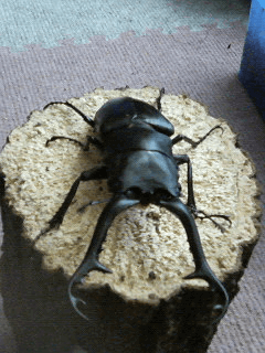 ギラファノコギリクワガタ　ジャワ