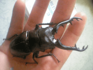 ギラファノコギリクワガタ　ジャワ