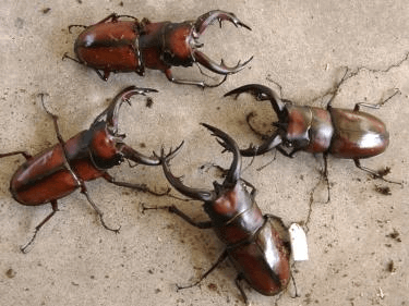 トカラノコギリクワガタ