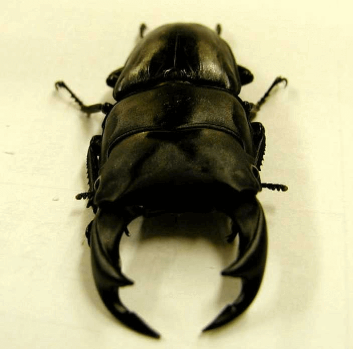 国産オオクワガタ　山梨