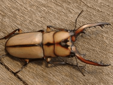 カネギエーテルノコギリクワガタ