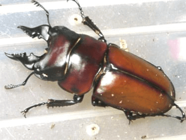 アンティローペノコギリクワガタ