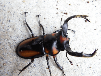 スペキオススシカクワガタ