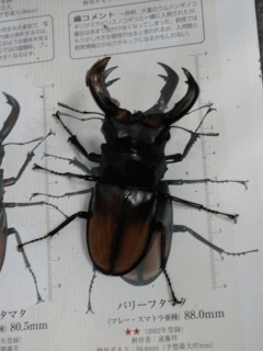 セアカフタマタクワガタ