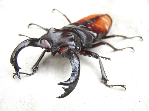 セアカフタマタクワガタ