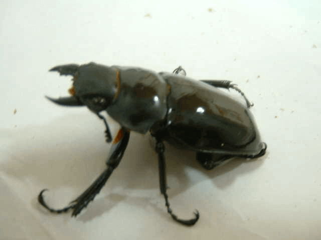 インターメディアツヤクワガタ　♀