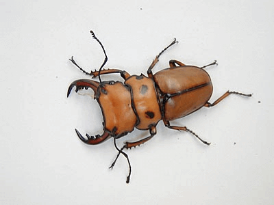 メリーメンガタクワガタ