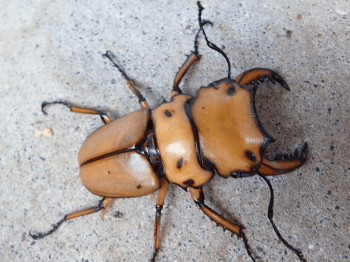 メリーメンガタクワガタ