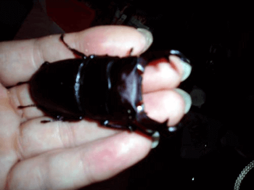 国産オオクワガタ 山梨中巨摩郡F1