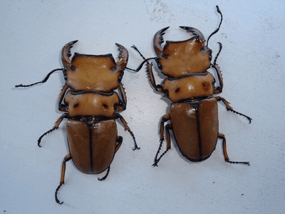 メリーメンガタクワガタ