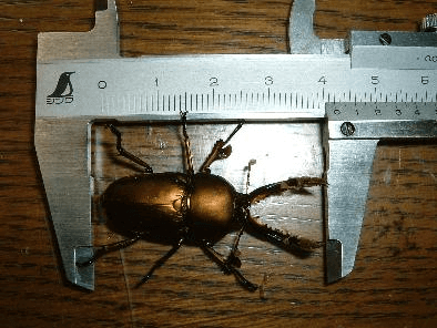 パプアキンイロクワガタ