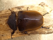 エレファスゾウカブト