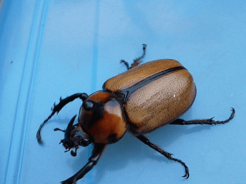 ゴロファ・ペラゴンノコギリタテヅノカブト