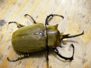 エレファスゾウカブト