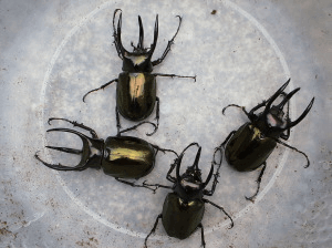 スマトラオオヒラタクワガタ