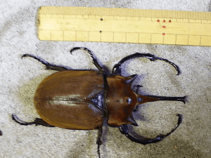 エレファスゾウカブト