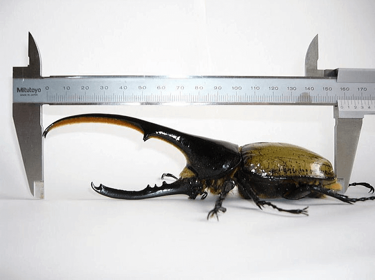 ヘラクレス・ヘラクレス