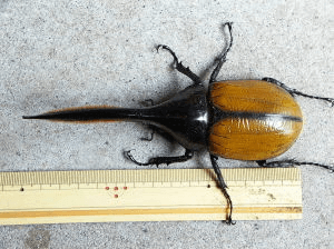 ヘラクレス・エクアトリアヌス