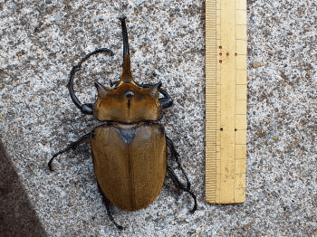 エレファスゾウカブト