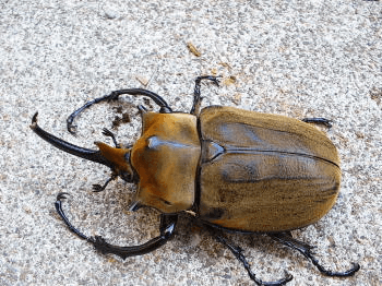 エレファスゾウカブト