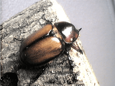 ゴロファ･ミヌトゥスノコギリタテヅノカブト