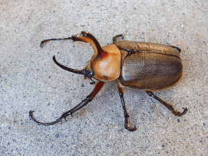 ゴロファ・エアクスノコギリタテヅノカブト