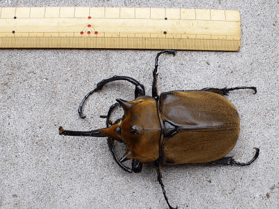 エレファスゾウカブト