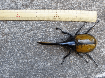 ヘラクレス・エクアトリアヌス