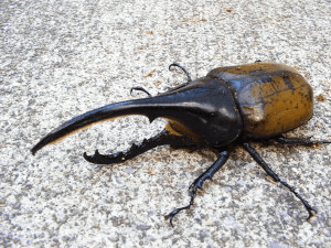 ヘラクレス・トリニダーデンシス