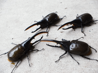 ヘラクレス・エクアトリアヌス