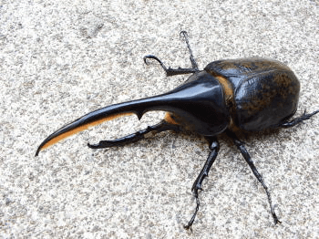 ヘラクレス・リッキー