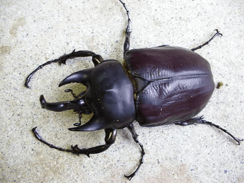 レックスゾウカブト（アクティオン）