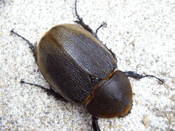 ヘラクレス・ヘラクレス