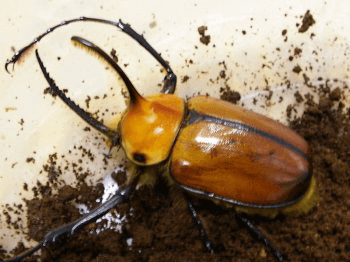 ゴロファ・ポルテリノコギリタテヅノカブト