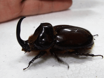 オリクテス・ボアスサイカブト