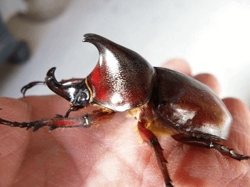 パウリアニヒメカブト