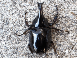 マレーギデオンヒメカブト