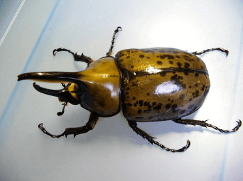 ヒルスシロカブト