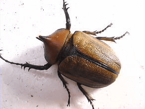 ゴロファ・エアクスノコギリタテヅノカブト