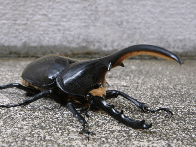 ヘラクレス・ヘラクレス