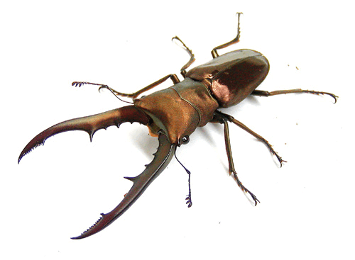 メタリフェルホソアカクワガタ　ペレン